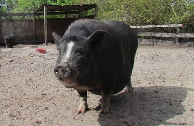 pig standing