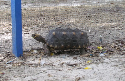 tortoise with shell