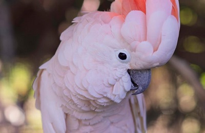 cockatoo