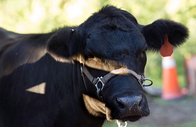 face of a cow