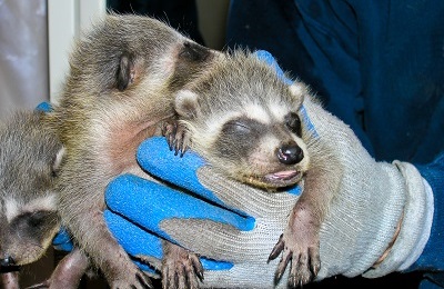 hands holding three baby raccoons